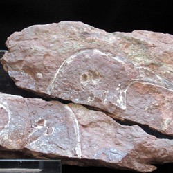 Devonian